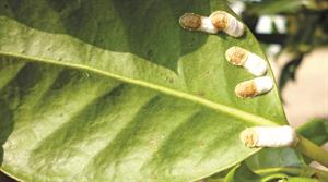 Scale insects - credit: Dove Associates